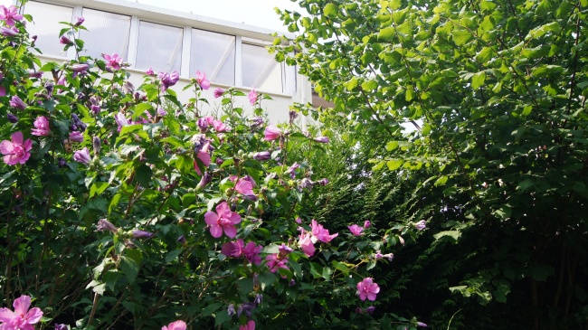 Blick auf den Wintergarten Einfamilienhaus Dresden / Strehlen